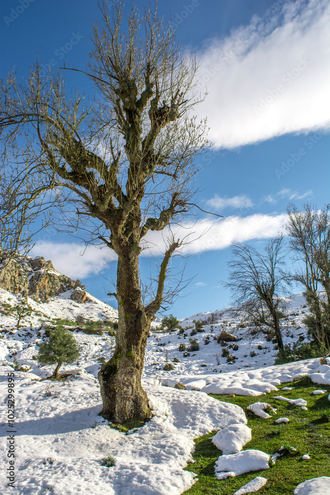 Winter snow mountain cabin panorama. Winter mountain snow forest tree. landscape mountain snow. Winter and cold Winter forest in Algeria, Jijel North Africa, snow covered trees and cold weather. Arabs Winter snow mountain cabin panorama. Winter mountain snow forest tree. landscape mountain snow. Winter and cold Winter forest in Algeria, Jijel North Africa, snow covered trees and cold weather. Arabs