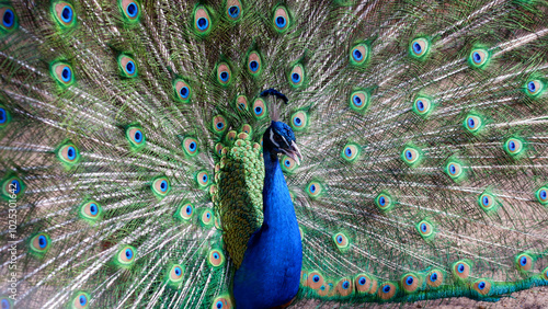 Portrait of a beautiful blue peacock. The peacock has spread its tail with green feathers.