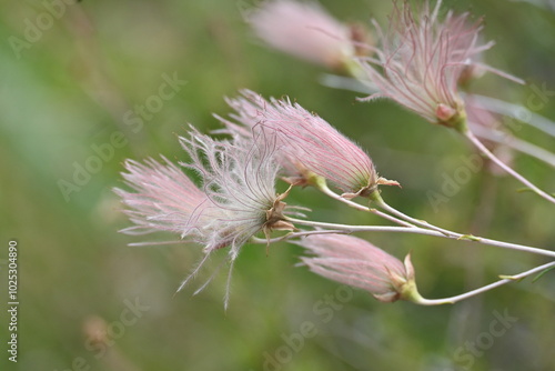 Plakat w ramie Apache Plume 