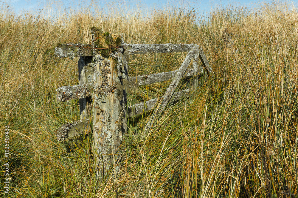 Fototapeta premium Old weathered rotting rustic wooden farm post and gate overgrown by tall grass and marsh reeds