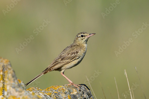 Tawny pipit, Anthus campestris in the wild photo