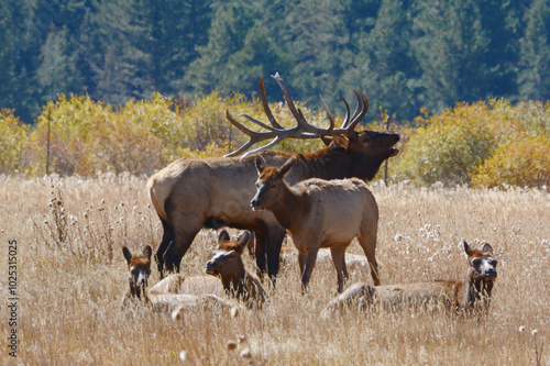 Bull Elk With Cows In Rocky Mountain National Park