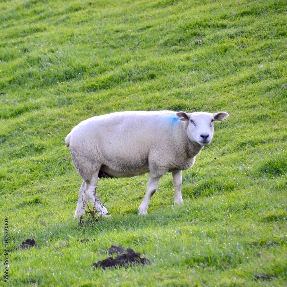 Fototapeta premium Single white sheep in lush green meadow