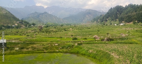 Beautiful view of rice fields farming in village of modern days. Paddy, Terraced rice fields in the mountains of Leepa Valley, Jehlum Valley) near Muzaffarabad, Azad Jammu and Kashmir, Pakistan photo