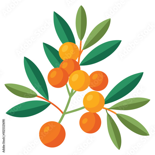 Sea buckthorn flat style vector illustration on white background.