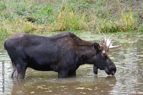 Bull Moose Grazing On Aquatic Plants In Pond