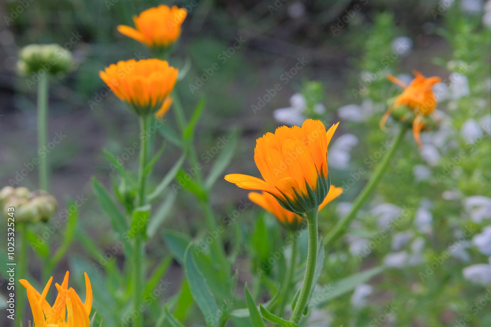 Calendula officinalis in meadow. Yellow floral background. Romantic blooming flowers. Cottage garden. Calendula officinalis in meadow. Yellow floral background. Romantic blooming flowers. Cottage garden.