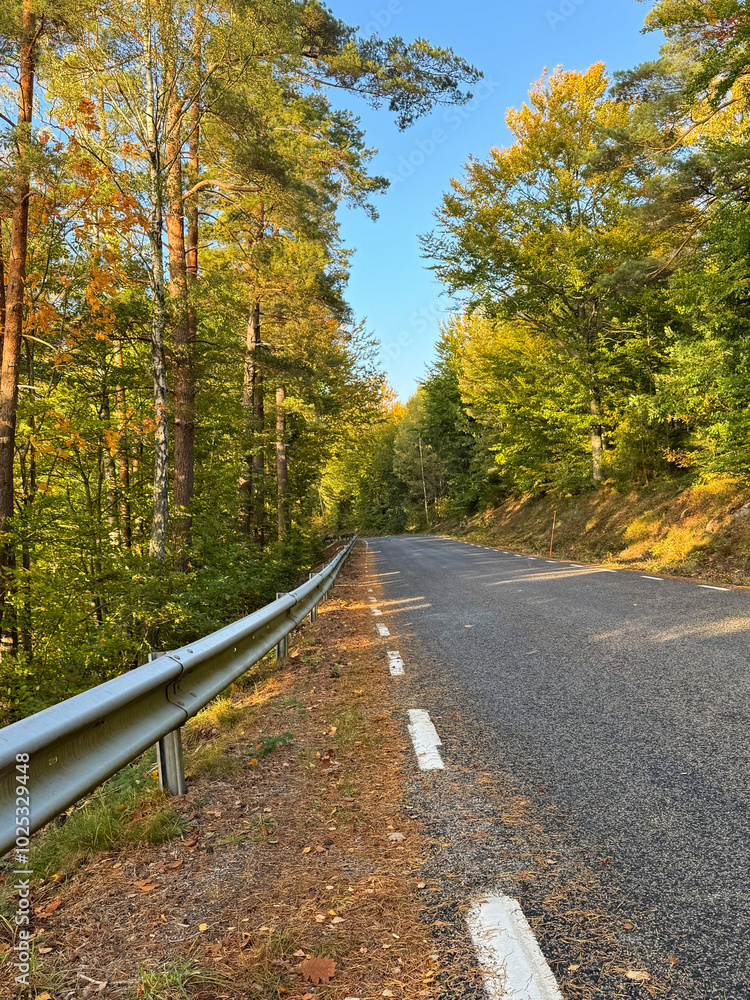 Beautiful lighting by a rural road in Scandinavia. Golden colors and beautiful trees. Autumn colors. Landscape photography. Hiking an tourism. Beautiful lighting by a rural road in Scandinavia. Golden colors and beautiful trees. Autumn colors. Landscape photography. Hiking an tourism.