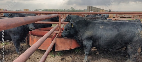 A group of black Aberdeen Angus bulls locked in a corral drinking water during an auction in Argentina