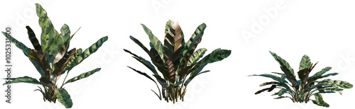 Set of Calathea insignis (Peacock Plant, Zebra Plant, Rattlesnake Plant) frontal isolated png on a transparent background perfectly cutout high resolution photo