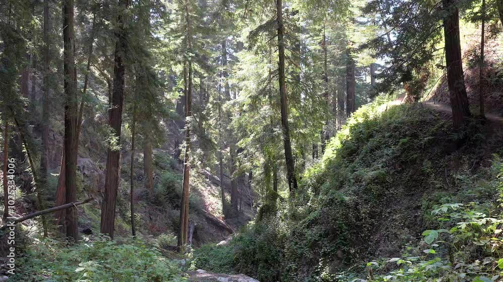 redwood forest of Big Sur, California, redwood forest of Big Sur, California,