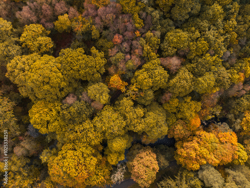 Drone capturing a dense forest with colorful treetops in autumn