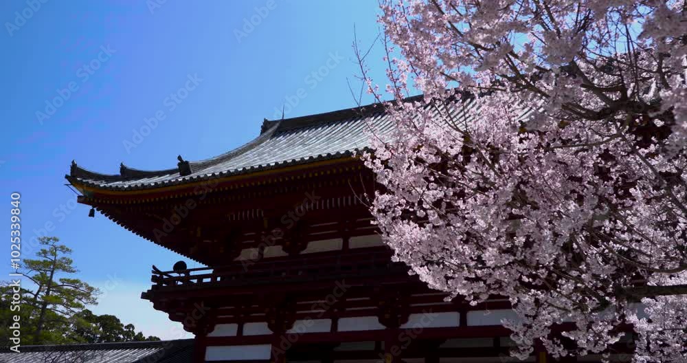 Nara Todaiji Buddhist Temple, Prayer Flags, Cherry Blossom Tree, Japan, Slow Motion Nara Todaiji Buddhist Temple, Prayer Flags, Cherry Blossom Tree, Japan, Slow Motion