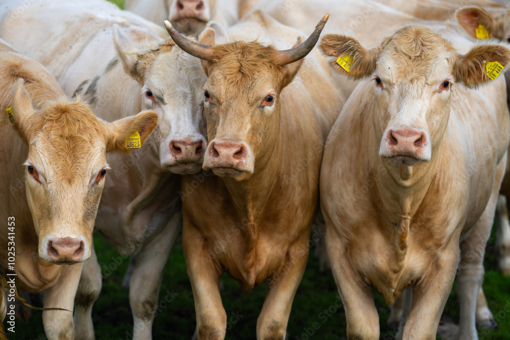 Cow with horns. Cattle in green field. Cow in grassy pasture. Brown Cow close up portrait in the countryside. Cows graze on summer meadow. Moo, milk concept. Cows in a pasture. Cows face closeup. Cow with horns. Cattle in green field. Cow in grassy pasture. Brown Cow close up portrait in the countryside. Cows graze on summer meadow. Moo, milk concept. Cows in a pasture. Cows face closeup.