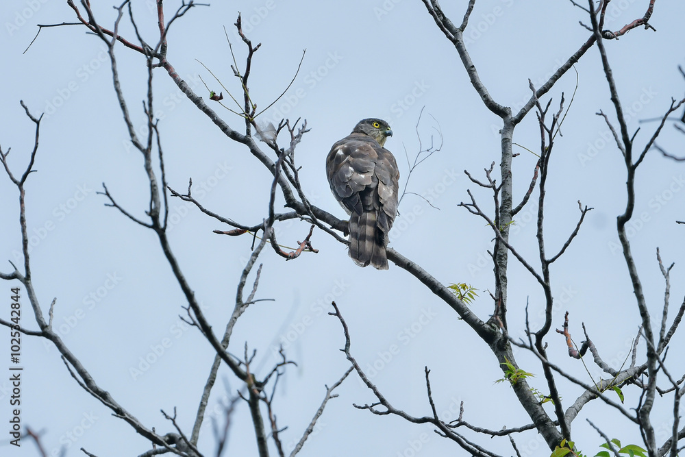 純白のヒナが目立つ、身近な公園で出会える日本で最も小さなタカ、公園のハンターのツミ 純白のヒナが目立つ、身近な公園で出会える日本で最も小さなタカ、公園のハンターのツミ