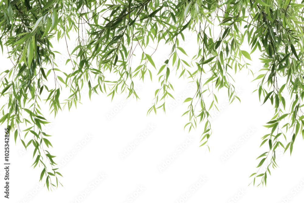 PNG Willow tress backgrounds plant leaf. PNG Willow tress backgrounds plant leaf.
