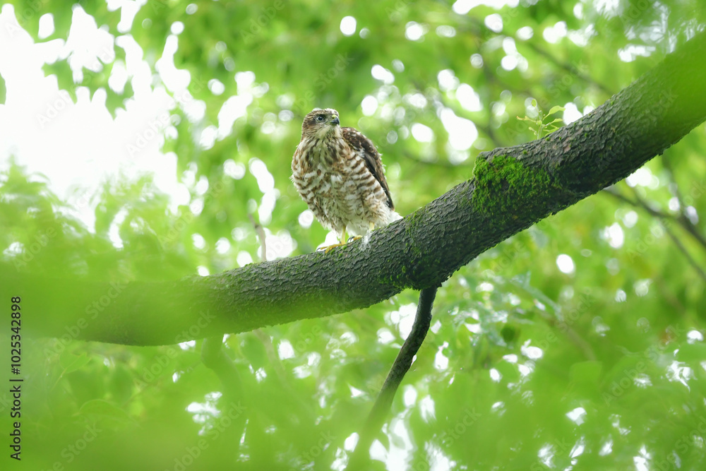 公園や雑木林で見られるかっこいい身近なハンターのツミやその巣立ちびな 公園や雑木林で見られるかっこいい身近なハンターのツミやその巣立ちびな