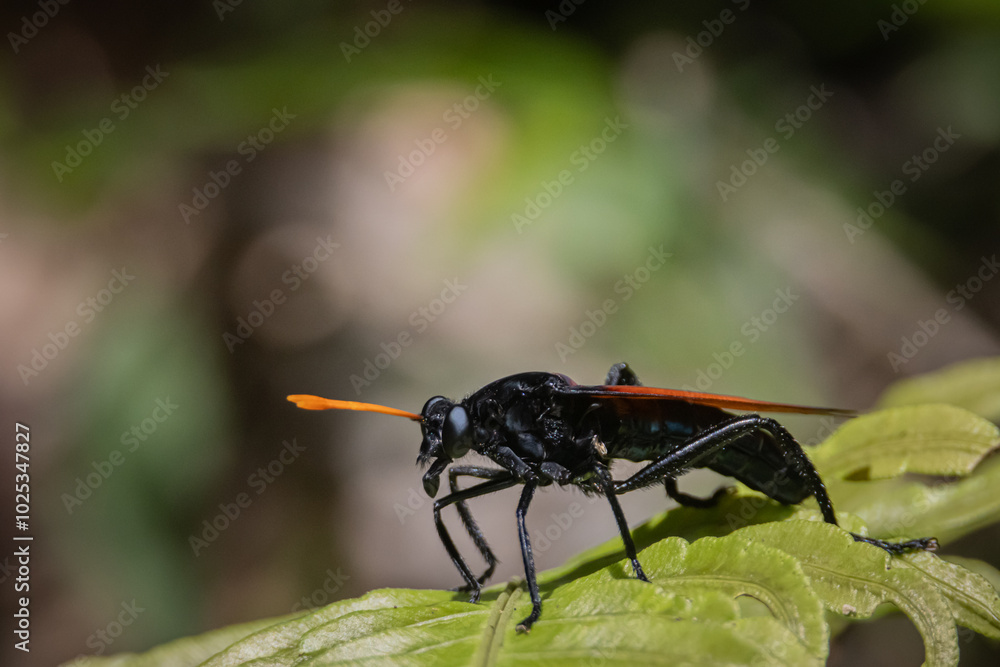avispa cazatarantulas gigante sobre una hoja avispa cazatarantulas gigante sobre una hoja