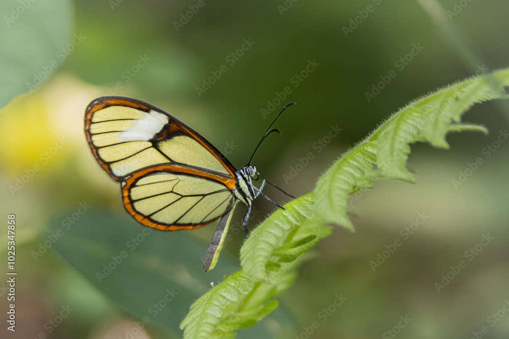 Mariposa alas de cristal posada sobre una hoja verde Mariposa alas de cristal posada sobre una hoja verde