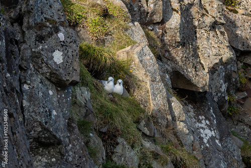 Foto Northern fulmar nest, Fulmarus glacialis
