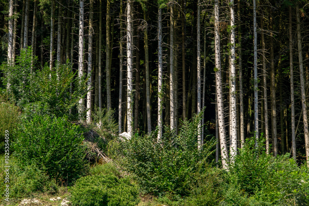 Forest landscape. Forest background. Pine forest. Nature Environment. Pine forest. Countryside rainforest. Nature background. Forest landscape. Forest background. Pine forest. Nature Environment. Pine forest. Countryside rainforest. Nature background.