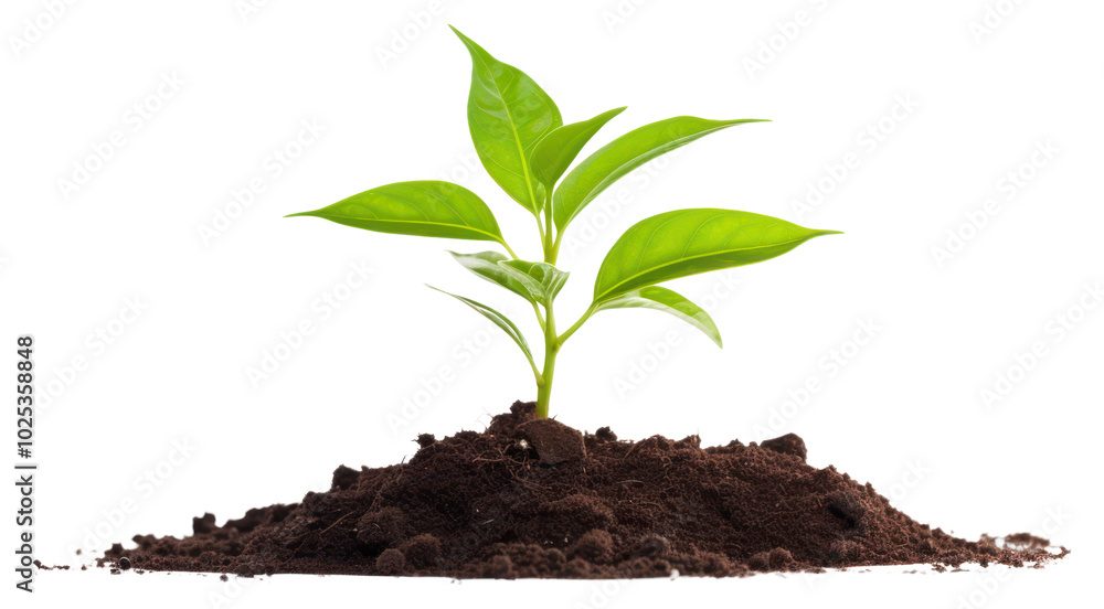 PNG New seedling planted plant leaf soil white background. PNG New seedling planted plant leaf soil white background.