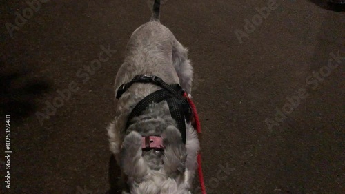 Adult Miniature schnauzer salt and pepper dog resting after exercise walking on a leash at night on a jogging track