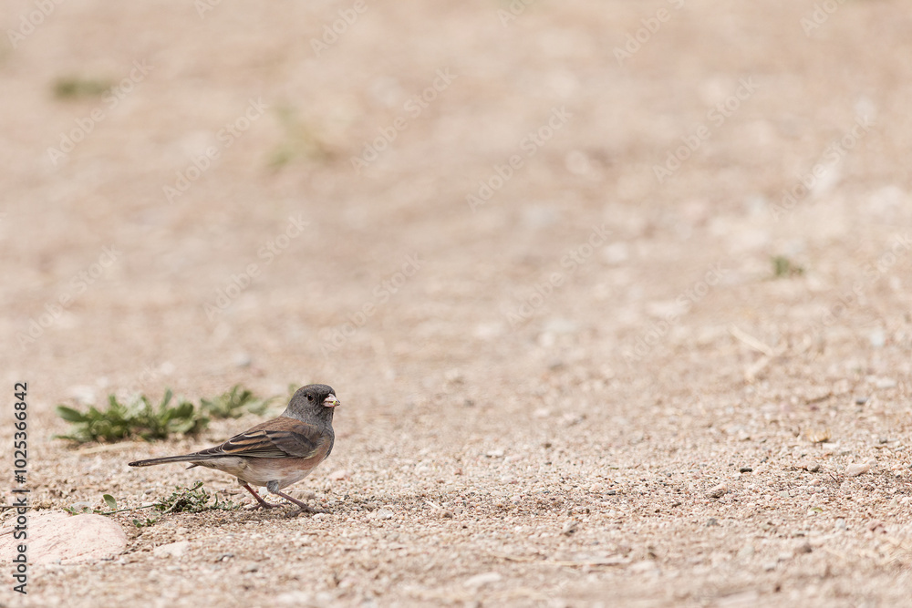 a junco taking its flight a junco taking its flight
