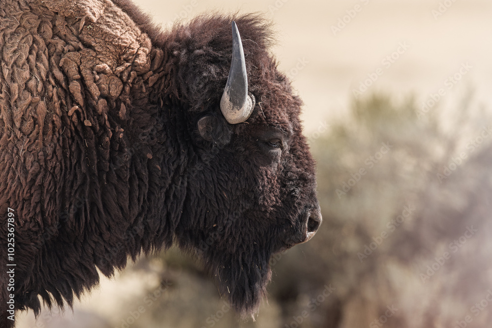 The Buffalo Lounging in the grass, grazing. The Buffalo Lounging in the grass, grazing.
