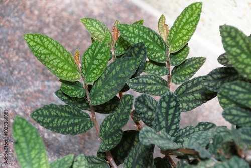 Tiny green leaves of Pellionia Repens, also known as Trailing Watermelon Begonia photo