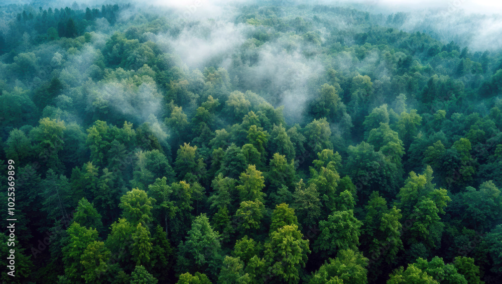 Aerial view of lush green forest covered by fog Aerial view of lush green forest covered by fog