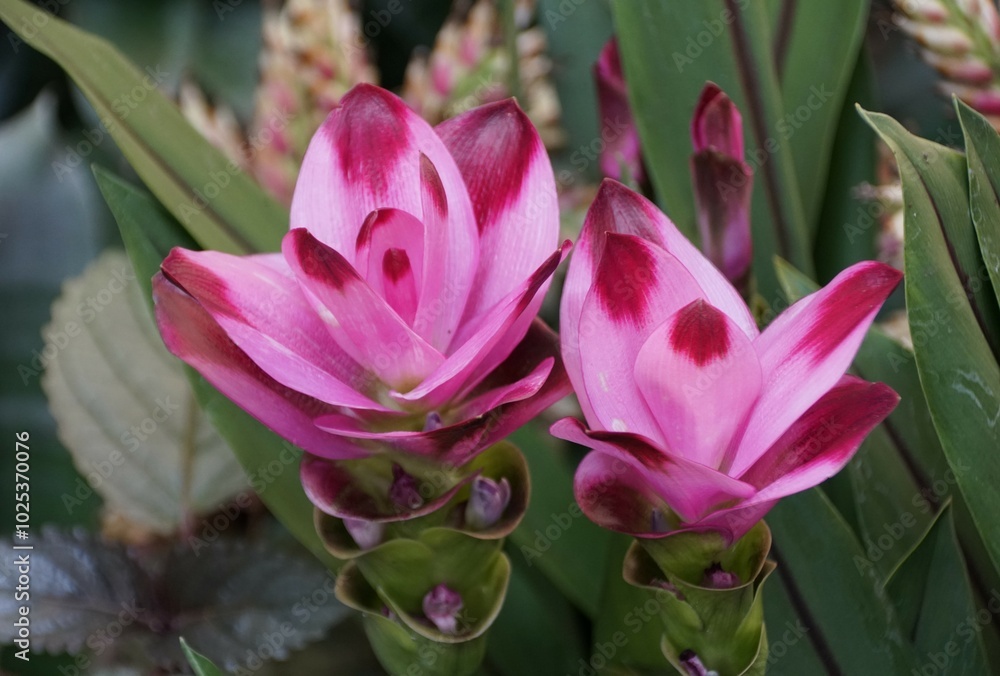 Beautiful vibrant pink and purple color of Curcuma Curalimei Siam Splash flowers Beautiful vibrant pink and purple color of Curcuma Curalimei Siam Splash flowers