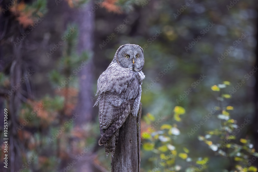 Fototapeta premium A Great Grey Owl on the Hunt