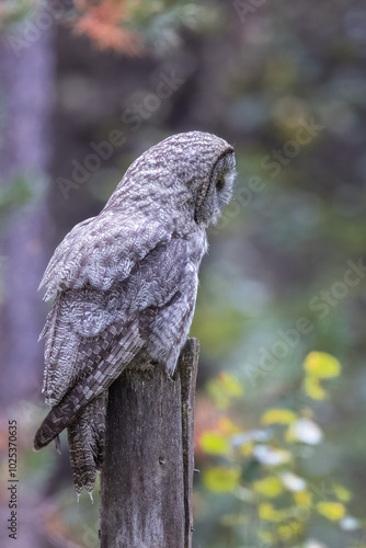 A great grey owl on the hunt photo