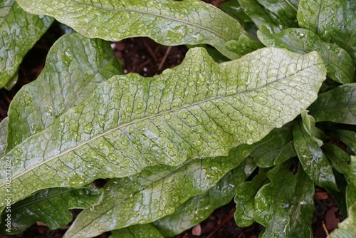 Closeup of the green leaf of Microsorium Musifolium Crocydyllus with raindrops photo