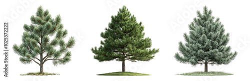 Different Types of Trees with Unique Characteristics Isolated on Transparent Background