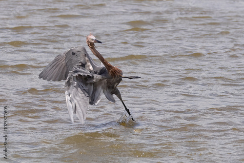 A reddish egret twisted sideways as it searches for fish in shallow water.