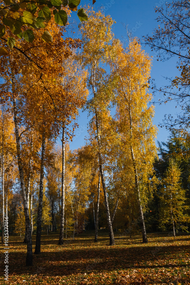 Fototapeta premium Autumn nature birches on sunny day