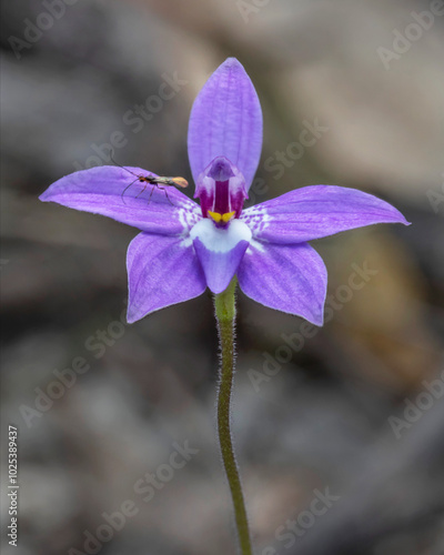 Close-up of Caladenia/Glossodia major (Large Waxlip Orchid) - Victoria, Australia