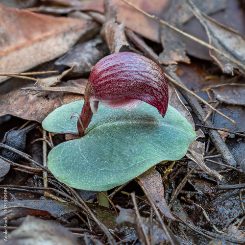 Close-up of Corybas aconitiflorus (Spurred Helmet Orchid) - NSW, Australia