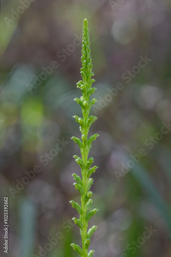 Close-up of Microtis parviflora (Slender Onion-orchid) - NSW, Australia