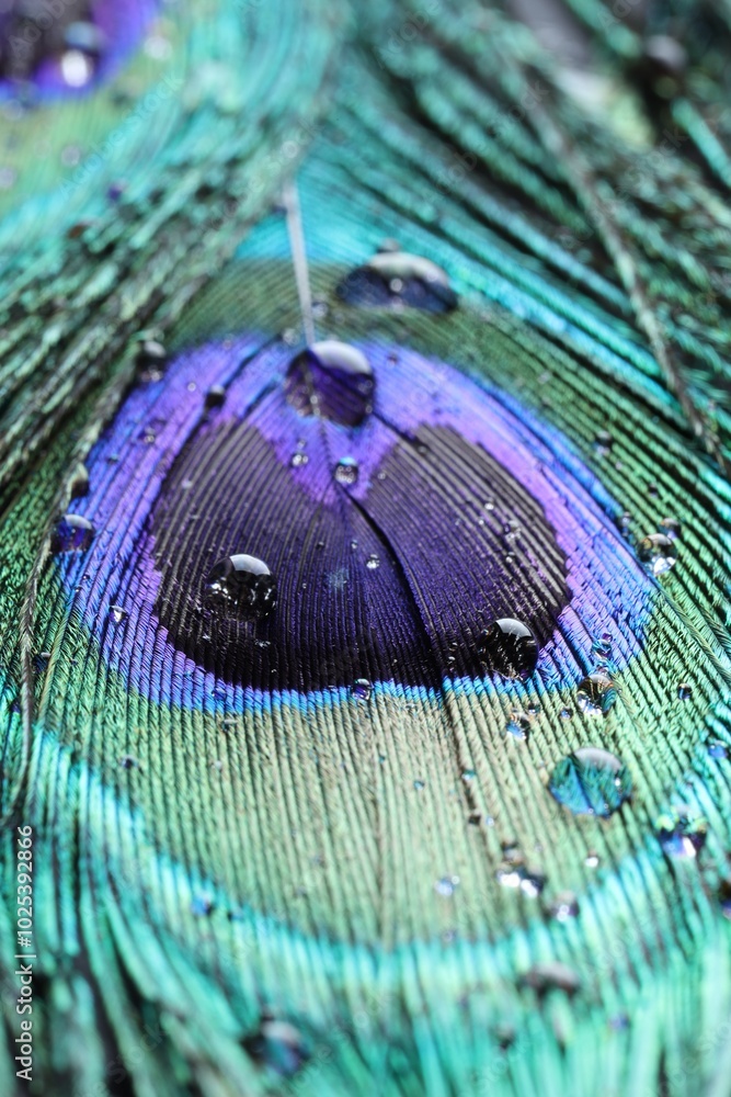 Fototapeta premium Beautiful bright peacock feather with water drops as background, macro view