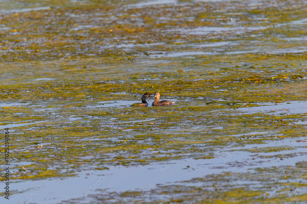 A Pied Bill Grebe Swims in Lake Erie at Lake Erie Metropark, in Brownstown Charter Township, Michigan. A Pied Bill Grebe Swims in Lake Erie at Lake Erie Metropark, in Brownstown Charter Township, Michigan.