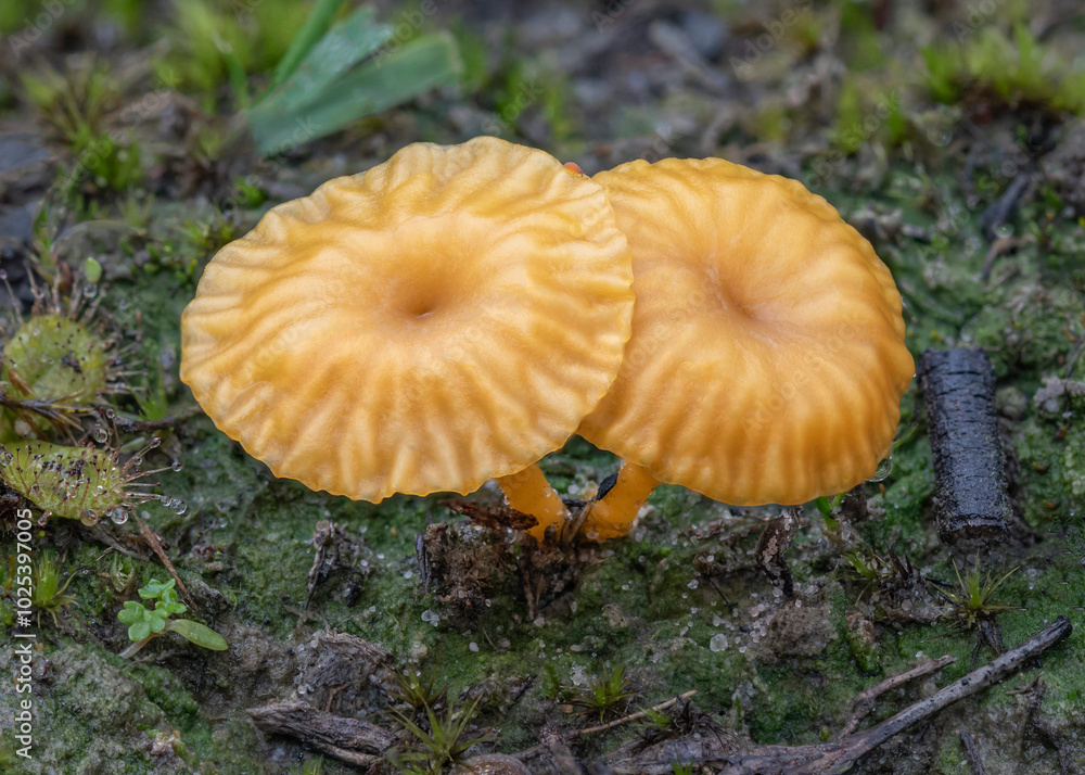 Close-up of Lichenomphalia chromacea fungi (Yellow Navel) - relies on symbiotic relationship with green algae - Victoria, Australia Close-up of Lichenomphalia chromacea fungi (Yellow Navel) - relies on symbiotic relationship with green algae - Victoria, Australia