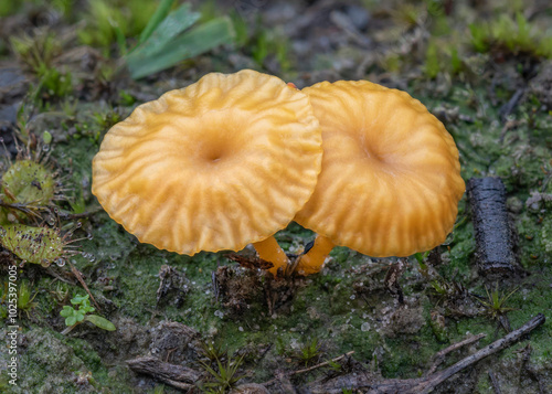 Close-up of Lichenomphalia chromacea fungi (Yellow Navel) - relies on symbiotic relationship with green algae - Victoria, Australia photo