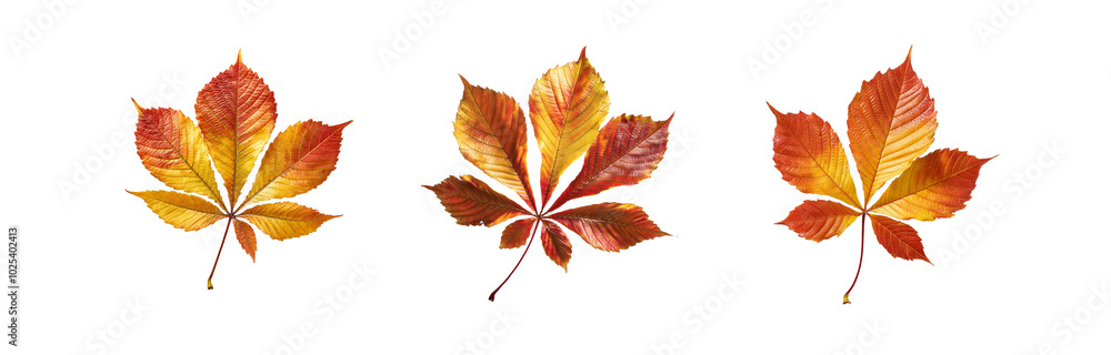 Three isolated red and orange autumn leaves with veined patterns set against a white background. Three isolated red and orange autumn leaves with veined patterns set against a white background.