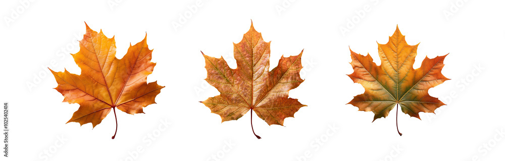 Three isolated maple leaves in shades of orange, red, and yellow, against a white background. Three isolated maple leaves in shades of orange, red, and yellow, against a white background.