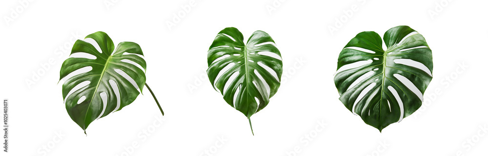 Obraz premium Three isolated monstera leaves on a white background.