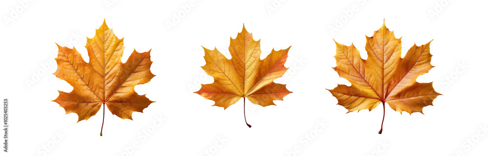 Three isolated, yellow-orange maple leaves with detailed veins set against a patterned background.