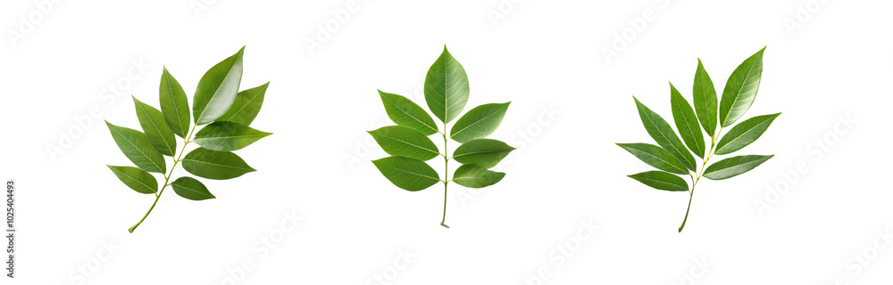 Three isolated sprigs of green leaves with a white background. Three isolated sprigs of green leaves with a white background.